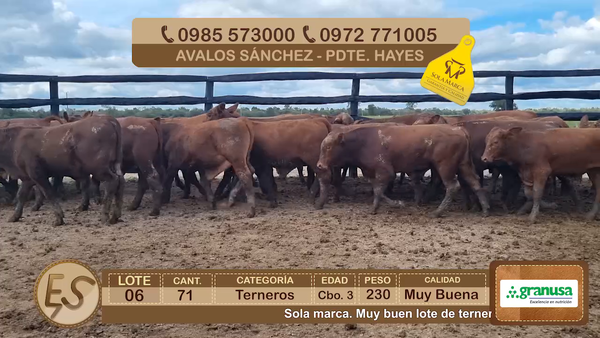 Lote Lote 6