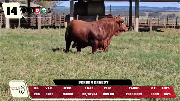 Lote LOTE 14