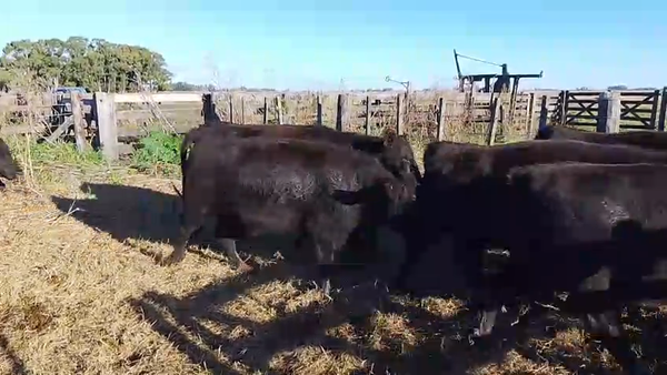 Lote 110 Vaquillonas C/ gtia de preñez