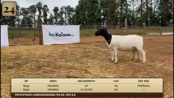 Lote LOTE 24