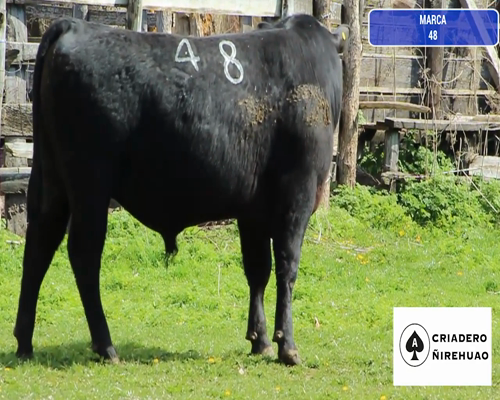 Lote 1 Toro en Coyhaique, XI Región Aysén