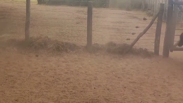 Lote 60 Terneros en Guamini