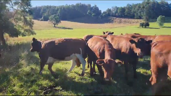 Lote 50 Vaquilla Engorda en Río Bueno, XIV Región Los Ríos