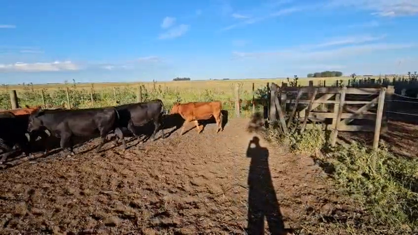 Lote 65 Terneras en Gral. Lamadrid