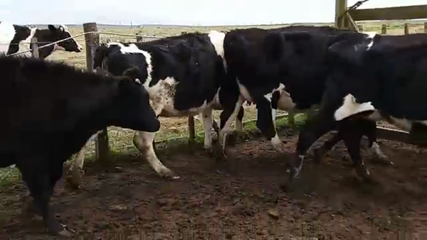 Lote 5 Vaquillonas 1 a 2 años HOLANDO, San José