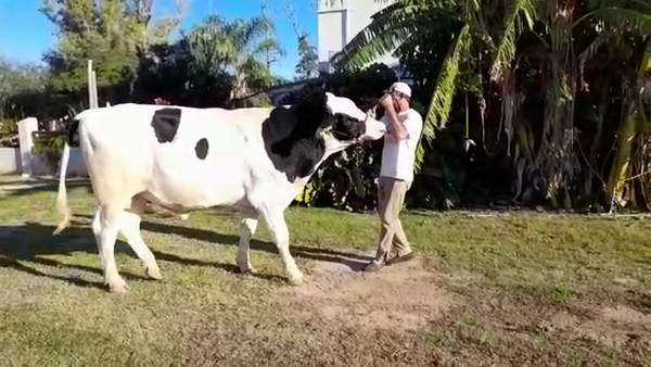 Lote Toros - Establecimiento San Santiago