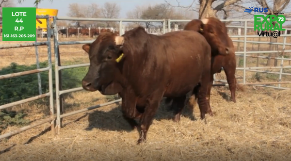 Lote TOROS PP BONSMARA