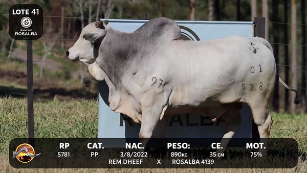 Lote LOTE 41