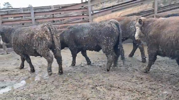 Lote 20 Novillo Gordo en Los Ángeles, VIII Región Biobío