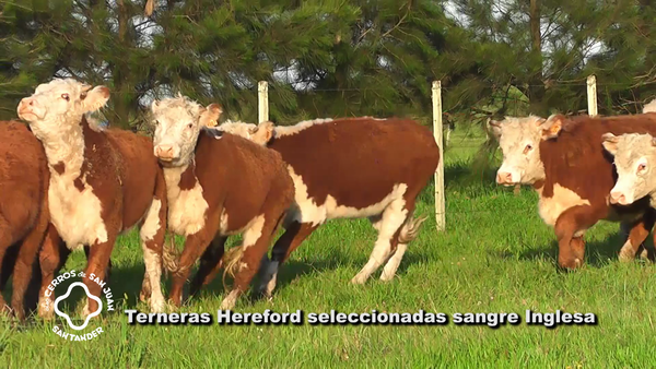 Lote 15 Terneras Hereford, Artigas