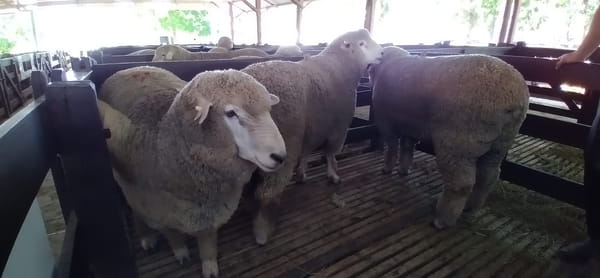 Lote 3 borregos puro de origen 2dts planteleros