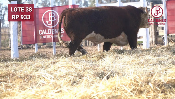 Lote Toro PR