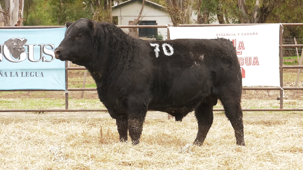 Lote TOROS ANGUS NEGROS  PC
