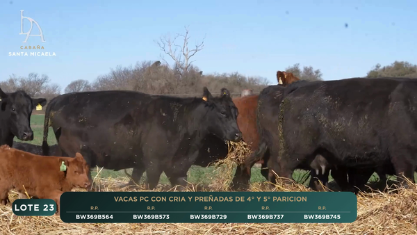 Lote VACAS PC PARIDAS y PREÑADAS