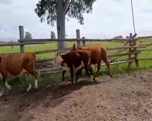 Lote 32 Terneros/as en Concordia, Entre Ríos