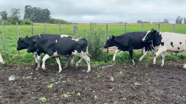 Lote NOVILLOS 1 a 2 AÑOS
