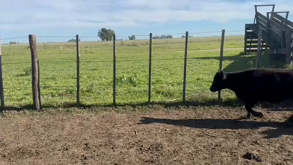 Lote 120 Terneras en Buenos Aires, Azul