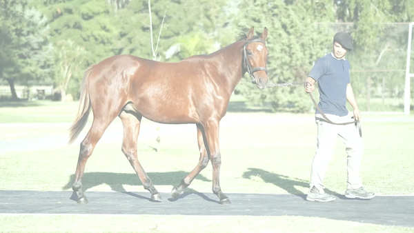 Lote BEACH STARS (TREASURE BEACH -  WIN THE STARS por  Luhuk)