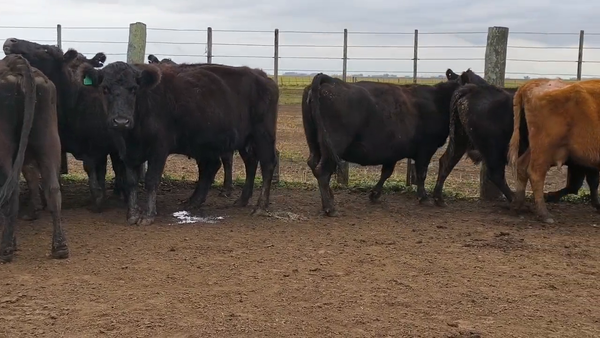 Lote 26 Vacas CUT preñadas
