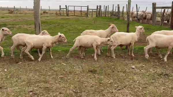 Lote CORDEROS