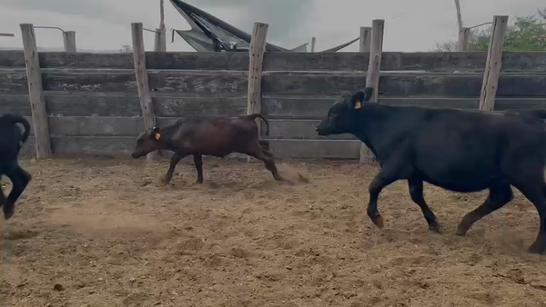 Lote TERNEROS Y TERNERAS