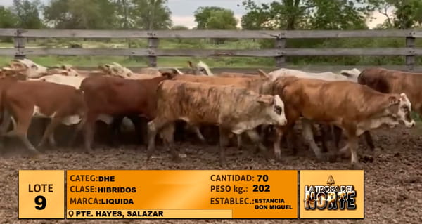 Lote Lote 9