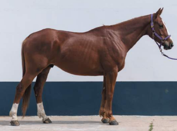 Lote BAR TE HARAS BINT AL REEH