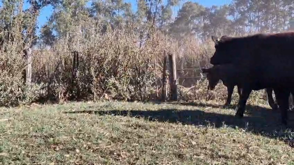 Lote 38 Vacas C/ gtia de preñez