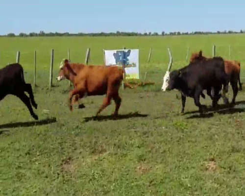 Lote 78 Terneros/as en Federal, Entre Ríos