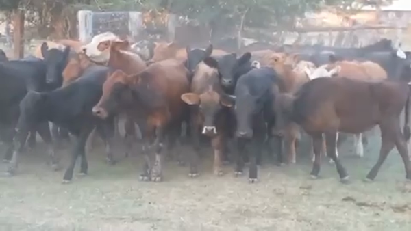 Lote 70 Terneros/as en Villaguay, Entre Ríos