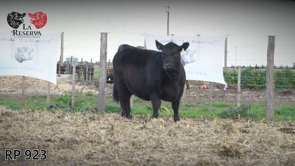Lote Terneras PP al 50%