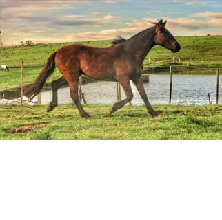 Lote SANTA GLORIA DON IRIARTE