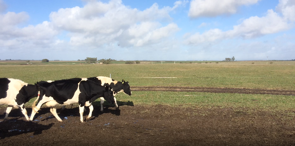 Lote 4 Vaca en Flores