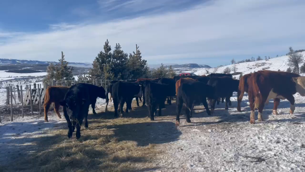 Lote 40 Ternero en Coyhaique, XI Región Aysén