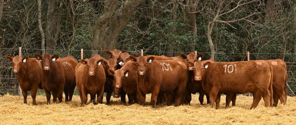 Lote VAQUILLONAS ANGUS PC OTOÑO