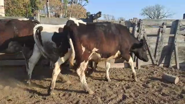 Lote Cristian Perren