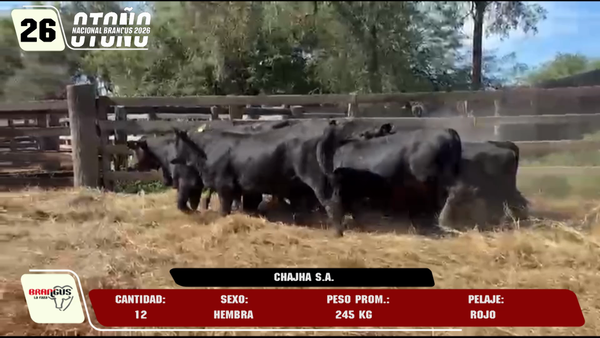Lote LOTE 26