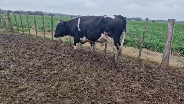 Lote Toros 500kg - , San José