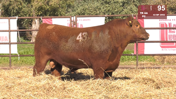 43 2992 — TOROS ANGUS COLORADOS  PC