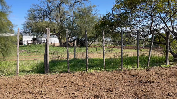 Lote VAQUILLONAS 1 a 2 AÑOS