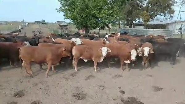 Lote 97 Novillos exportación Braford en Videla, Santa Fe