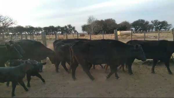 Lote 28 Vacas CUT con cría en Conhelo, La Pampa