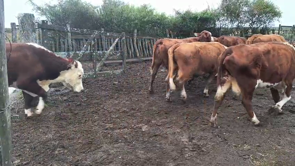 Lote 6 Vacas de invernar en Corrientes, Curuzú-Cuatiá
