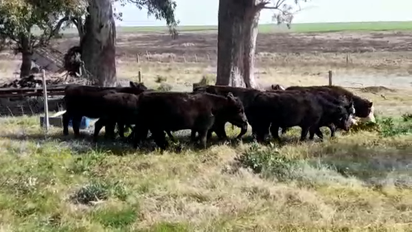 Lote (Vendido)10 Terneras ANGUS 170kg -  en CUCHILLA DEL PERDIDO