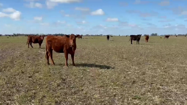 Lote 40 Novillitos y vaquillonas
