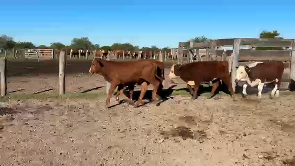 Lote 110 Terneros