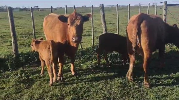 Lote Estancia Don Oscar