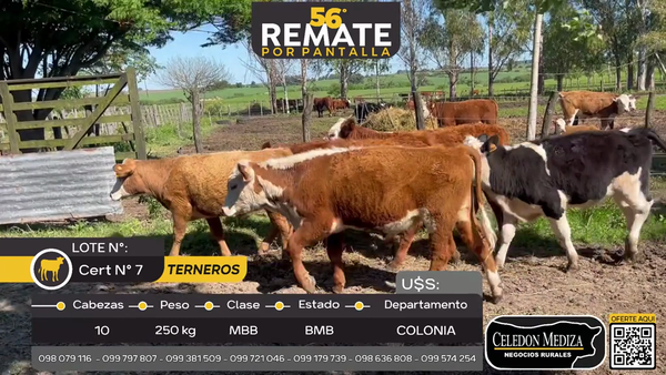 Lote 10 Terneros en Paraje Quintón, Colonia