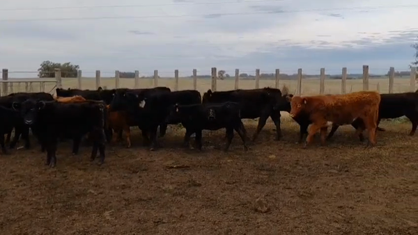 Lote TERNERAS