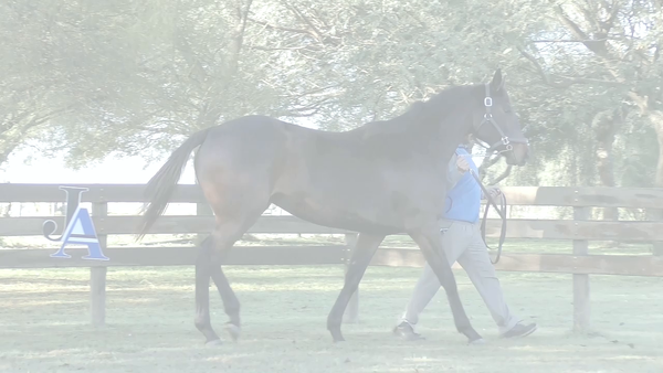 Lote SOBRAN LAS PALABRAS (BACKYARD HEAVEN -  KIT MASTER)